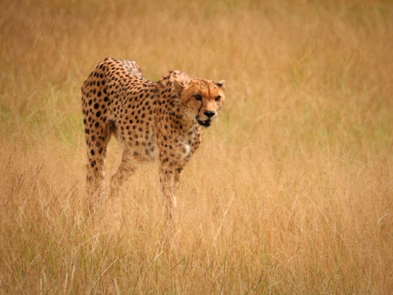 A cheetah on the Kenyan grassland