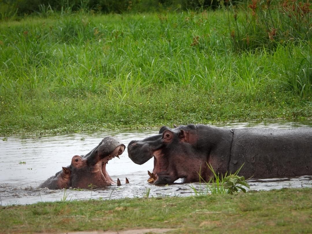 Hippos in a Kenyan wetland