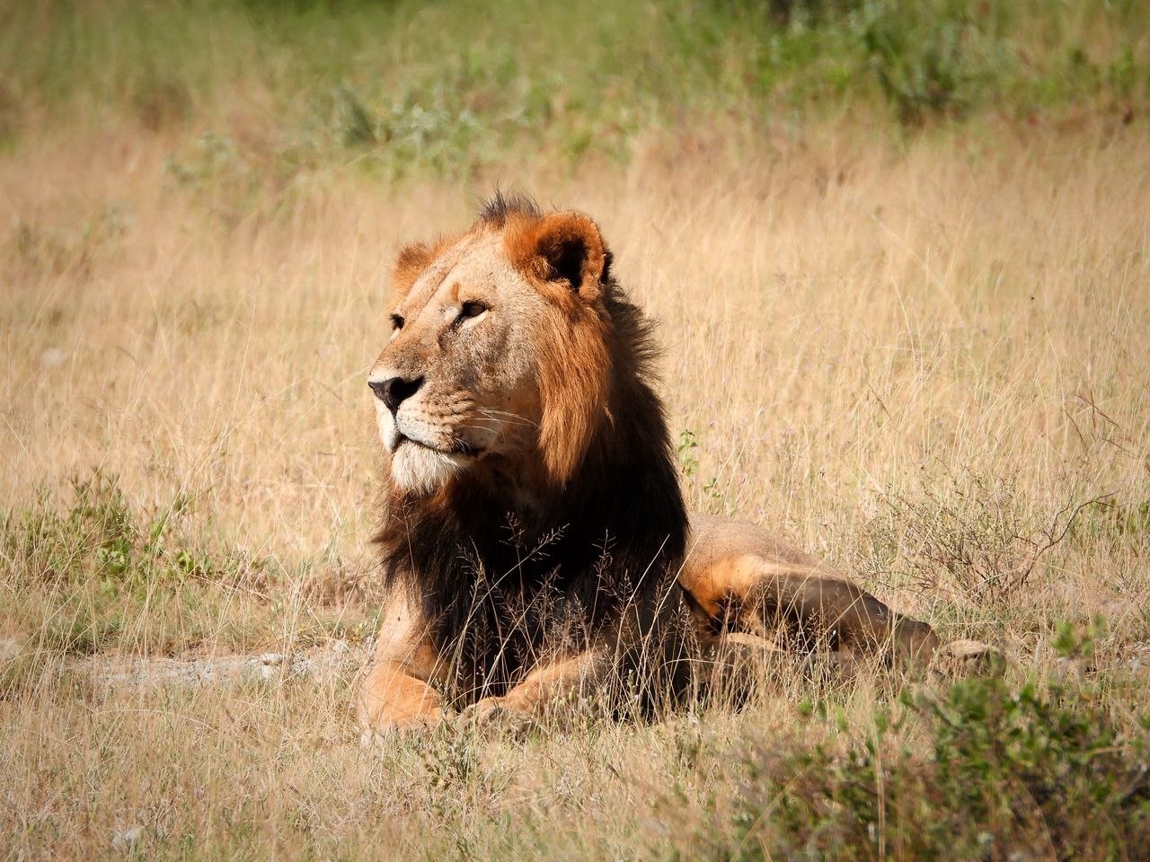 A lion on the savanna